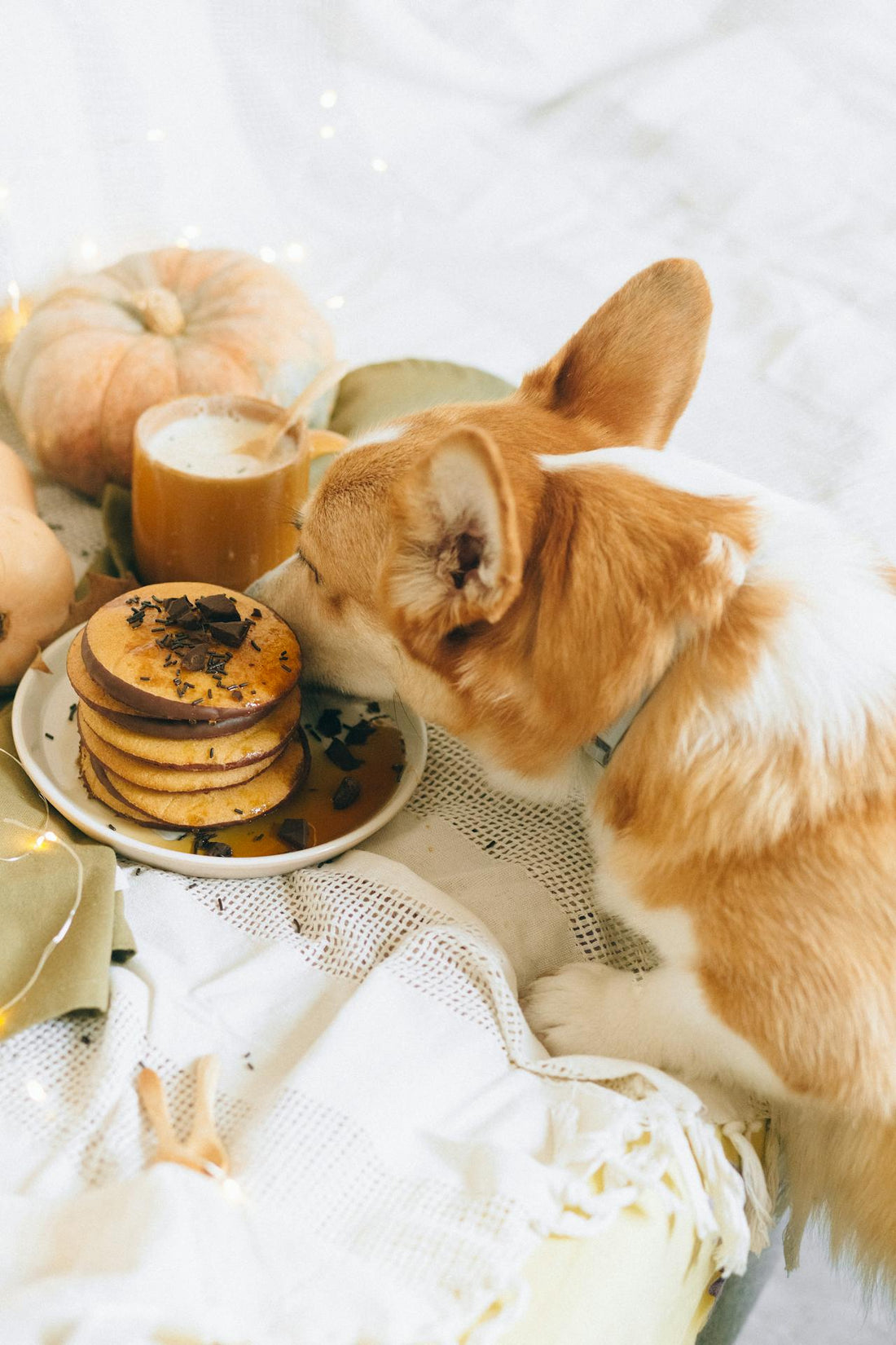 DIY Treats for Furry Friends